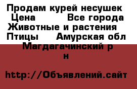 Продам курей несушек › Цена ­ 350 - Все города Животные и растения » Птицы   . Амурская обл.,Магдагачинский р-н